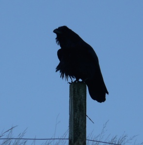 Raven, Shetland